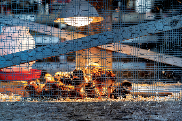 heating-poultry-brooder